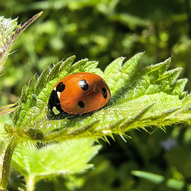 Coccinella septempunctata - hétpettyes katica