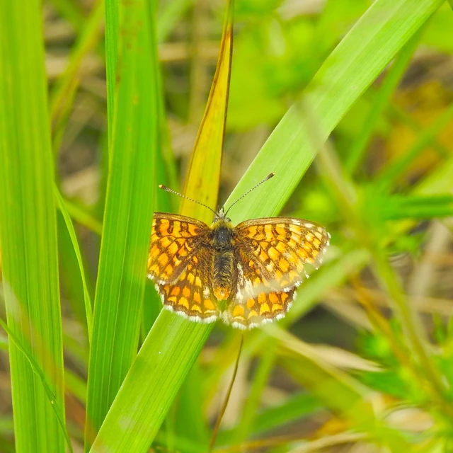 Melitaea athalia - közönséges tarkalepke