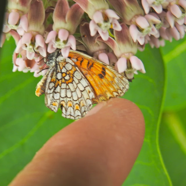 Melitaea athalia - közönséges tarkalepke
