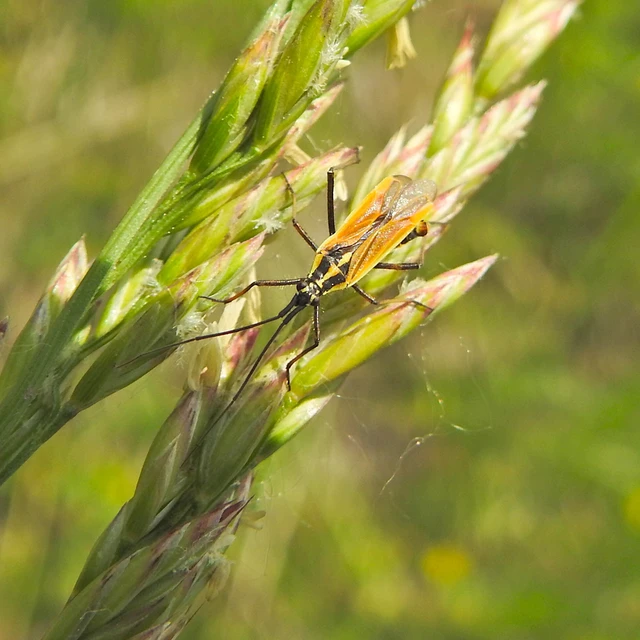Leptopterna