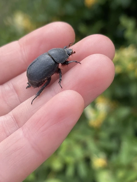 Pentodon idiota - butabogár
