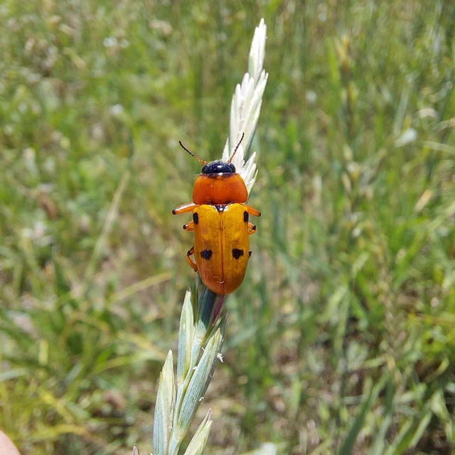Tituboea macropus - dárdahere-zsákhordóbogár