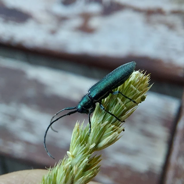 Agapanthia intermedia - kék varfűcincér