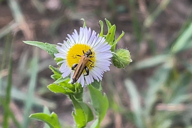 Oedemera femorata - sárgahátú álcincér