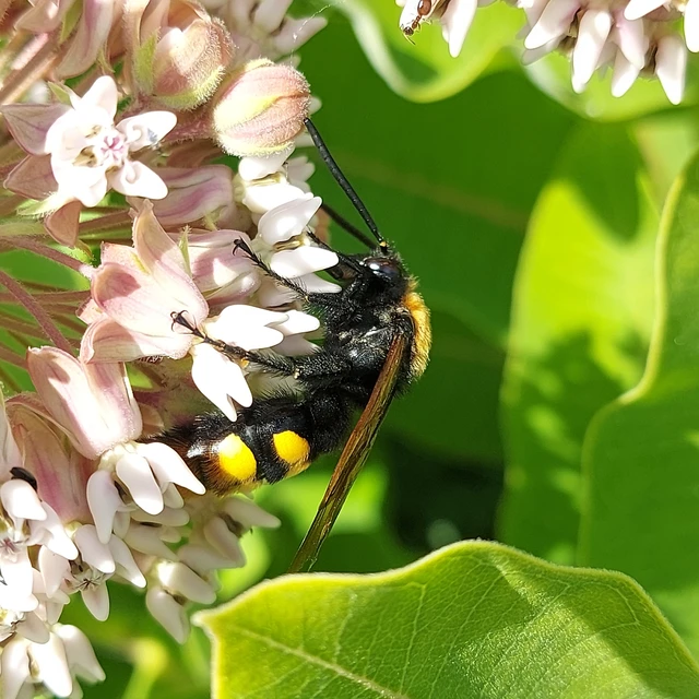 Megascolia maculata - óriás-tőrösdarázs