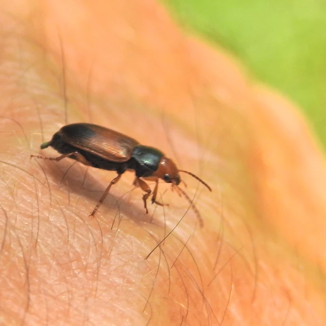 Diachromus germanus - német tarkafutó