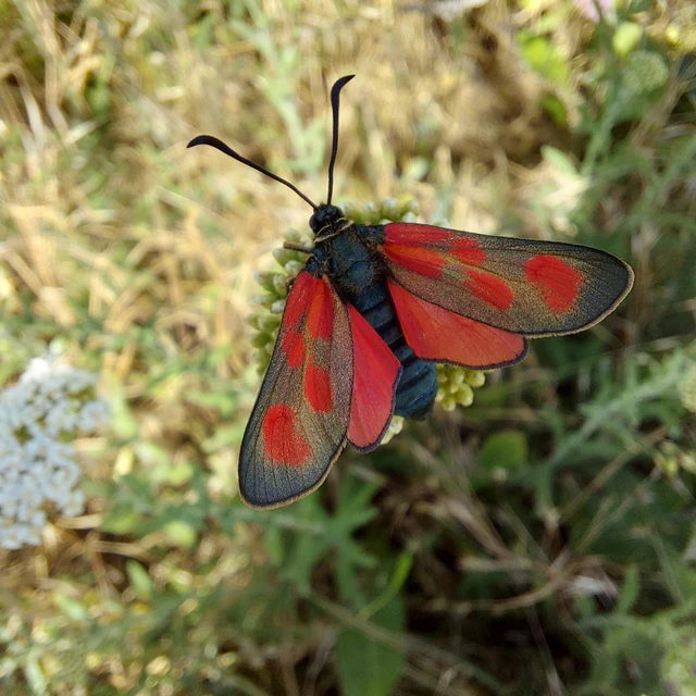 Zygaena loti - közönséges csüngőlepke