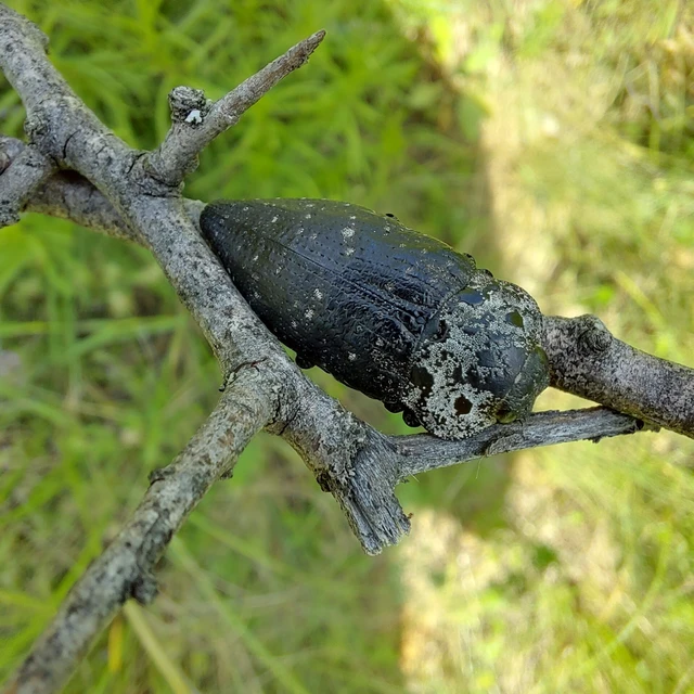 Capnodis tenebrionis - kökény-tükrösdíszbogár