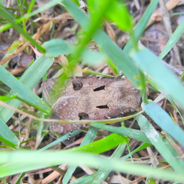 Agrotis exclamationis - felkiáltójeles földibagoly