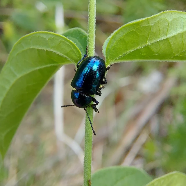 Chrysochus asclepiadeus - tündöklő méreggyiloklevelész