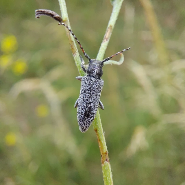 Pilemia tigrina - atracélcincér