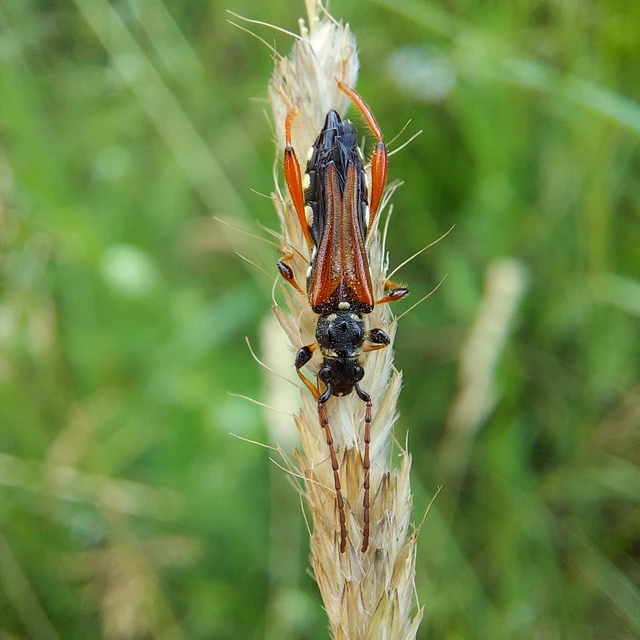 Stenopterus rufus - tarkacsápú keskenyfedőscincér
