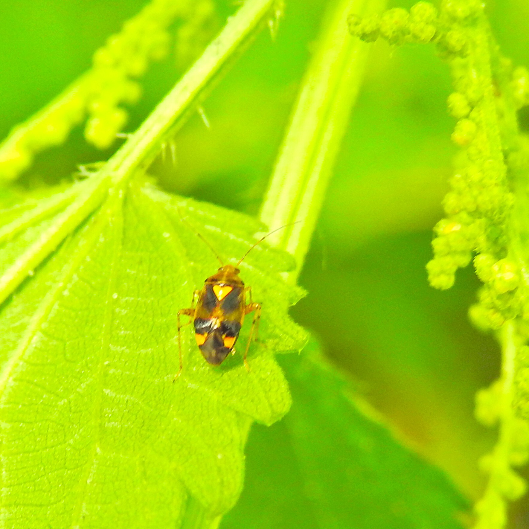 Liocoris tripustulatus - hárompettyes mezeipoloska