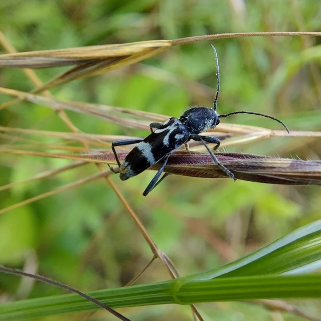 Chlorophorus figuratus - rajzos darázscincér