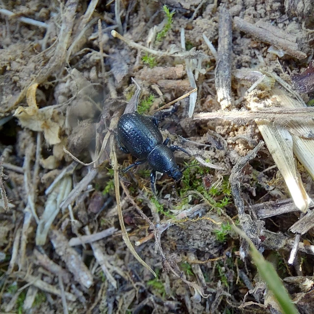 Psallidium maxillosum - fekete barkó