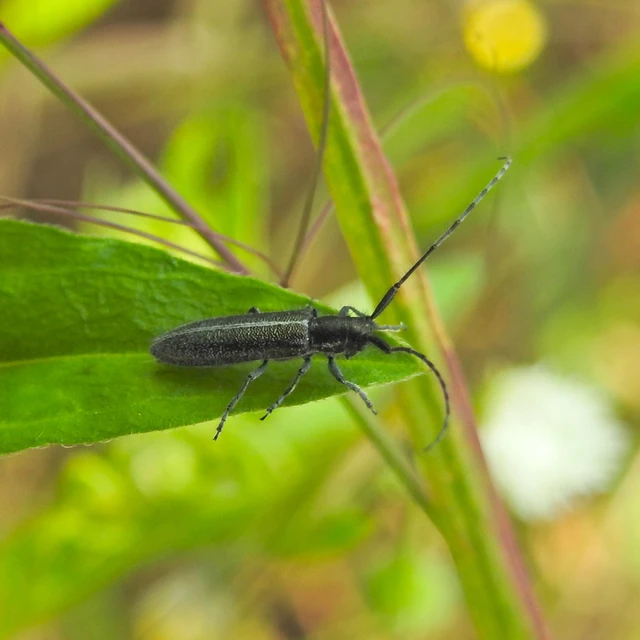 Agapanthia cardui - sávos bogáncscincér