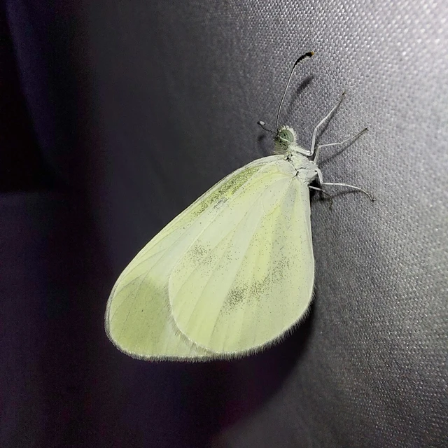 Leptidea sinapis - mustárlepke