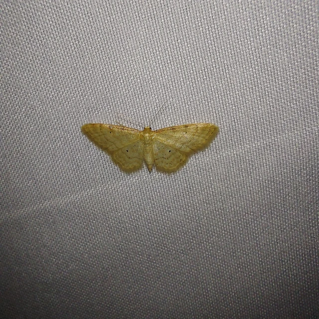 Idaea fuscovenosa - szürkeszélű apróaraszoló