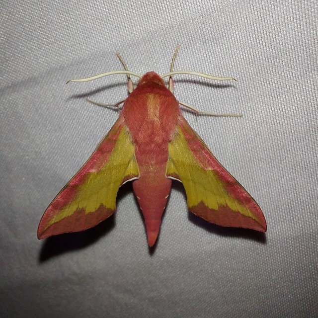 Deilephila porcellus - piros szender