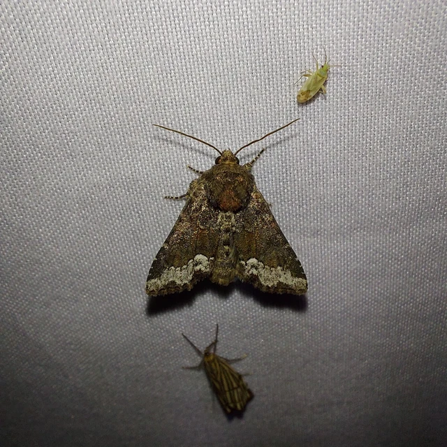 Oligia strigilis - kormos dudvabagoly