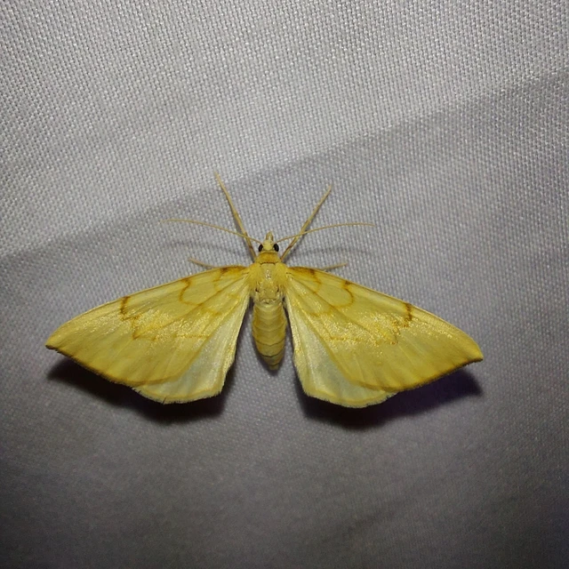 Eulithis pyraliata - sárga galajaraszoló