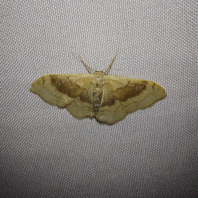 Idaea degeneraria - barnasávos araszoló
