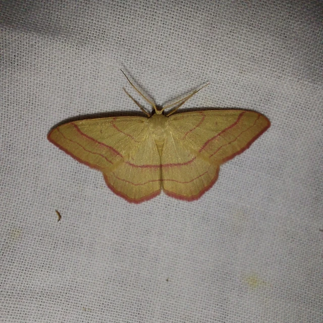 Rhodostrophia vibicaria - pirosszélű araszoló
