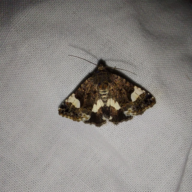 Tyta luctuosa - fekete nappalibagoly