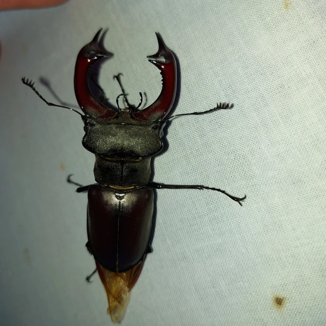 Lucanus cervus - nagy szarvasbogár