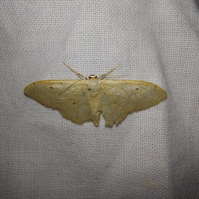 Idaea straminata - szalmasárga sávosaraszoló