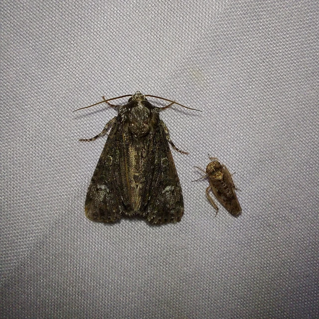 Craniophora ligustri - fagyalbagoly