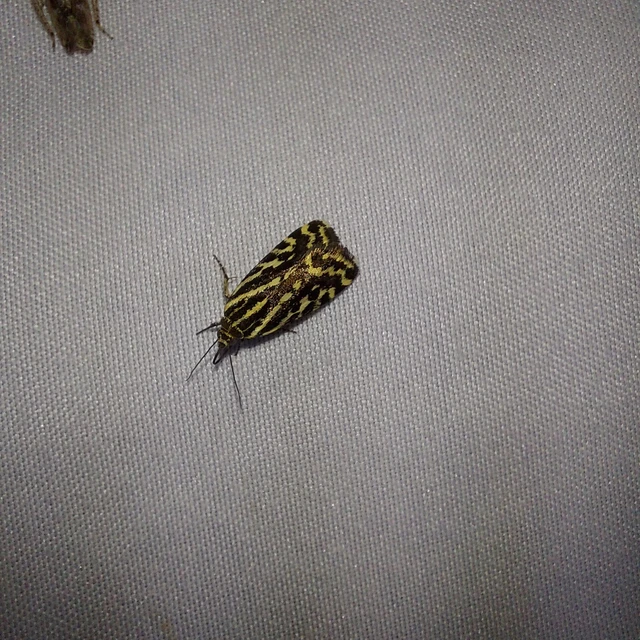 Emmelia trabealis - zebrabagoly