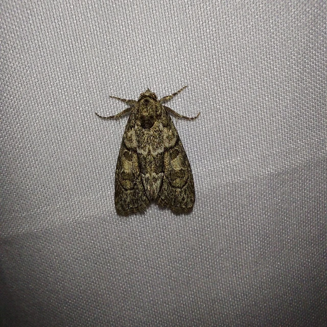 Cryphia fraudatricula - homoki zuzmóbagoly