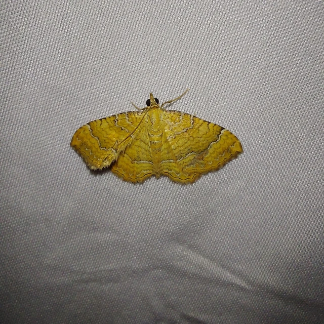Camptogramma bilineata - kétvonalas sávosaraszoló