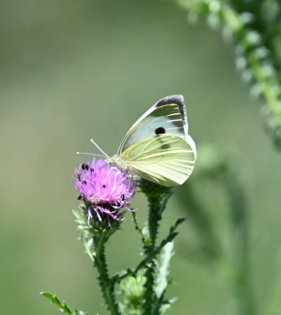Pieris brassicae - káposztalepke