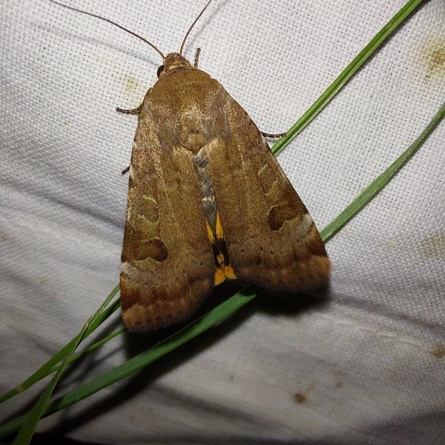 Noctua interposita - köztes sárgafűbagoly