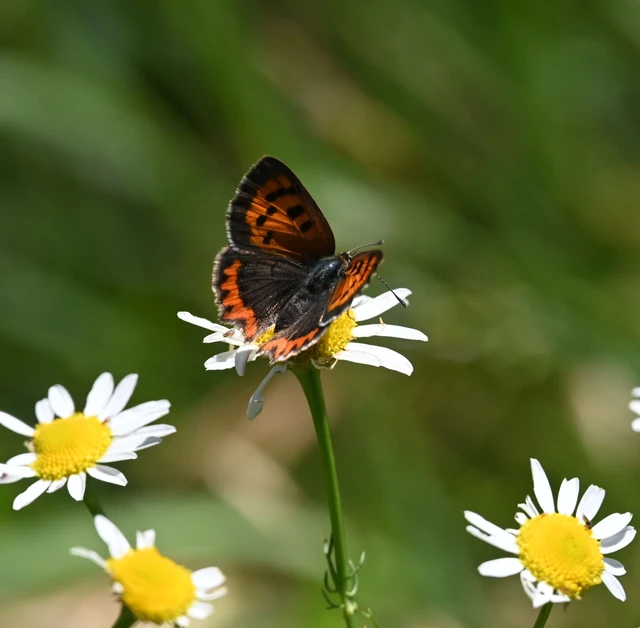 Lycaena phlaeas - közönséges tűzlepke Lycaena phlaeas - közönséges tűzlepke