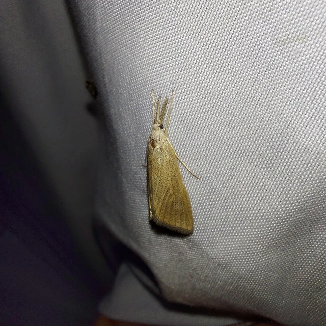 Pseudobissetia terrestrellus - kukorica-fúrómoly
