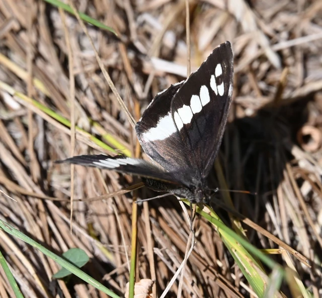 Brintesia circe - fehéröves szemeslepke