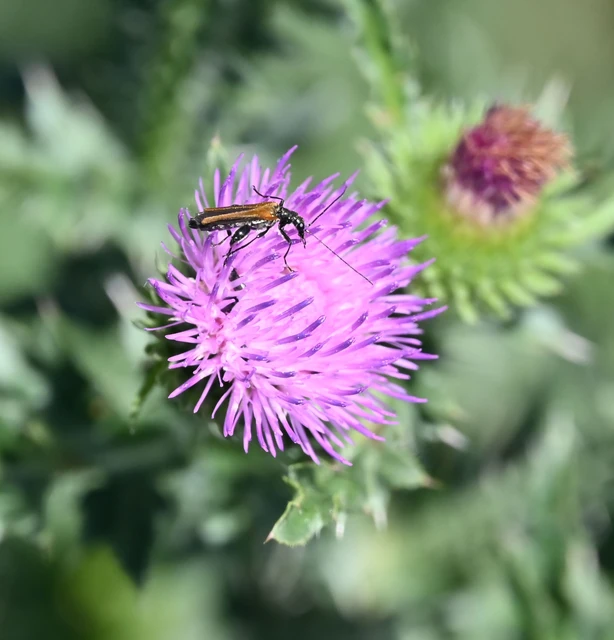 Oedemera femorata - sárgahátú álcincér