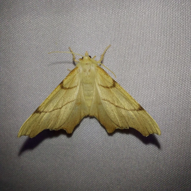 Ennomos erosaria - hársfa-levélaraszoló