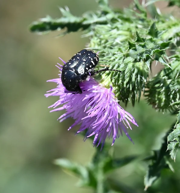 Oxythyrea funesta - sokpettyes virágbogár