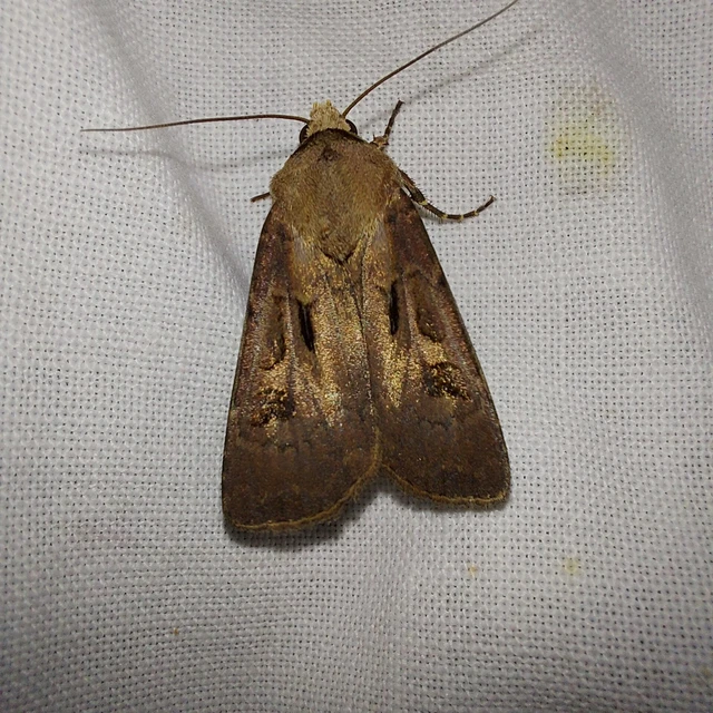 Agrotis exclamationis - felkiáltójeles földibagoly
