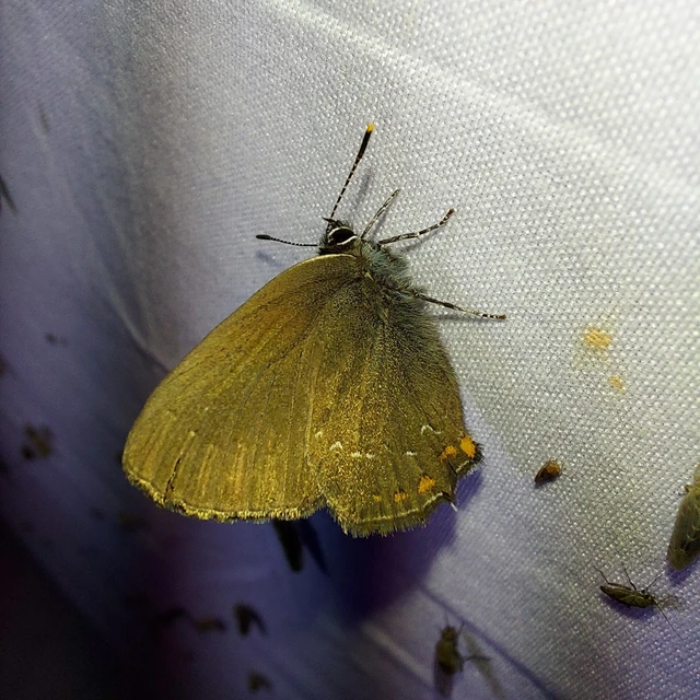 Satyrium ilicis - tölgyfa-csücsköslepke