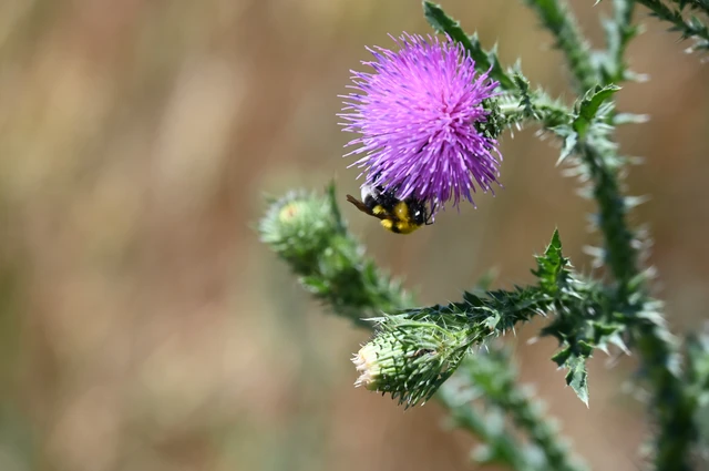 Bombus - poszméhek