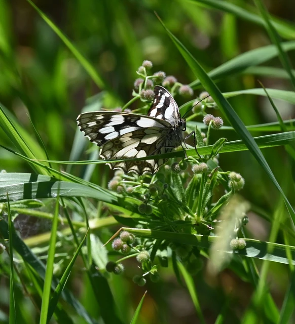 Melanargia galathea - sakktáblalepke