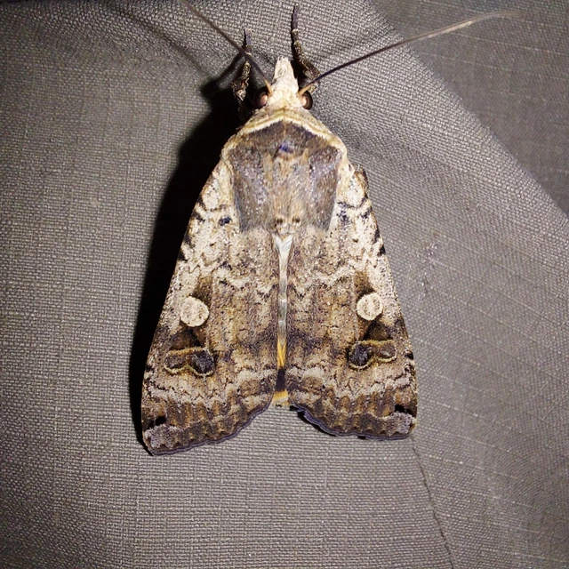 Noctua pronuba - nagy sárgafűbagoly
