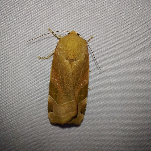 Noctua fimbriata - szélessávú sárgafűbagoly