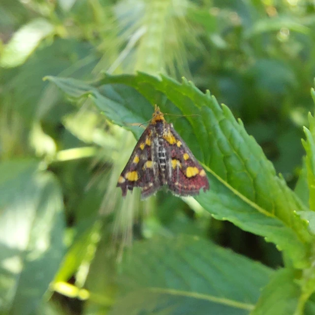 Pyrausta purpuralis - közönséges bíbormoly