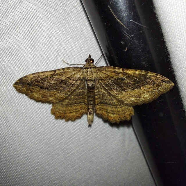 Philereme transversata - varjútövis-araszoló